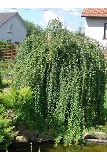 Верба цільнолиста Пендула на штамбі 